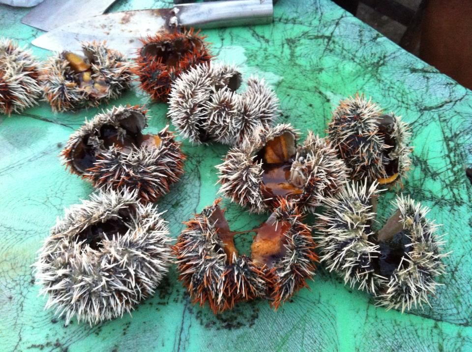 遊客小心！澎湖非法捕撈馬糞海膽最高關3年　檢舉每件賺1萬
