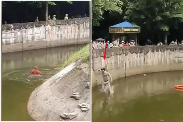 紅毛猩猩撿人類食物墜河溺昏，保育員從3公尺高跳水救援做CPR。（翻自英國《每日郵報》）