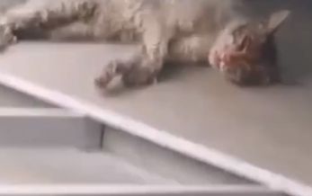 貓咪路過屋簷遭鄰居燙傷。（圖／翻攝自微博）