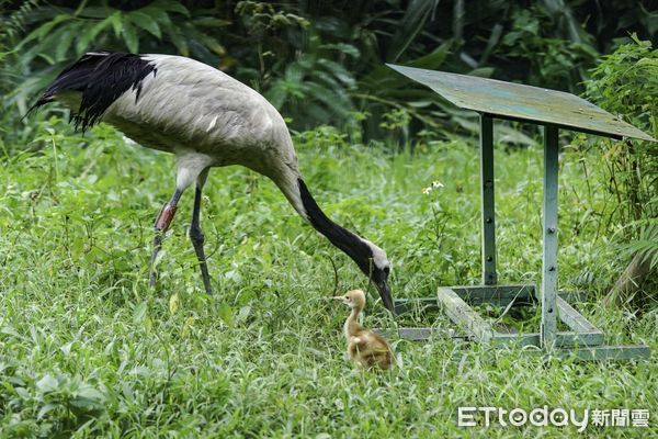 ▲▼BIG擺脫「不給力」汙名〜丹頂鶴終於繁殖成功。（圖／台北市立動物園提供，下同）