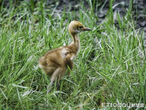 ▲▼BIG擺脫「不給力」汙名〜丹頂鶴終於繁殖成功。（圖／台北市立動物園提供，下同）