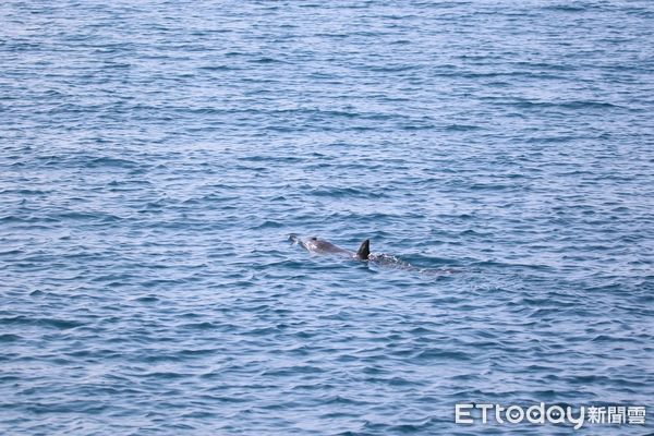 ▲高雄港洲際二期碼頭發現海豚。（圖／海保署提供）