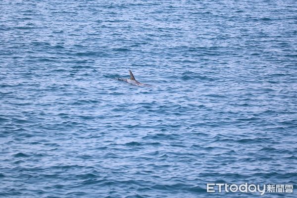 ▲高雄港洲際二期碼頭發現海豚。（圖／海保署提供）