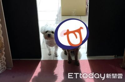 半夜找食物...轉頭驚見「地獄餓犬」死亡凝視 媽發毛:看不到臉