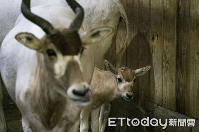 阿姨硬「卡C位」搶鏡！動物園隔4年再誕弓角羚羊　寶寶：擋到我了