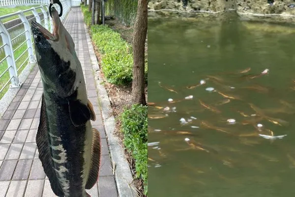 ▲▼「潭中惡霸」魚虎來了！鼓山滯洪池冒死亡泡泡。（圖／記者賴文萱翻攝）