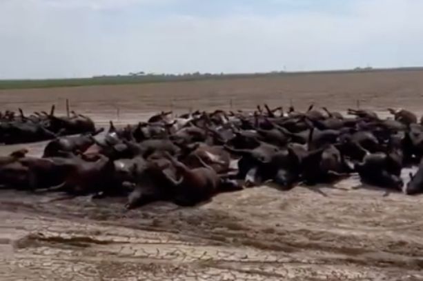 ▲▼ 堪薩斯州數千頭牛被活活烤死。（圖／翻攝自Reddit）