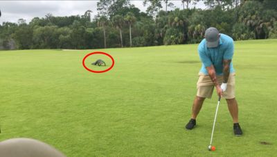 高爾夫球場「鱷魚從右後方緩慢逼近」　他回頭瞄一眼！淡定繼續打