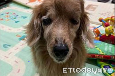 額竇長出大腫瘤! 她忍痛替愛犬安樂「拿掉痛苦」:我不是好媽媽