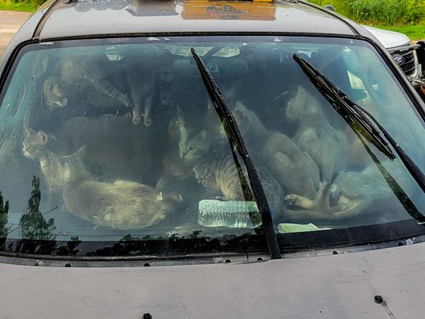 ▲主人無家可歸帶47隻貓「住在車子裡」　擋風玻璃塞滿毛球嚇壞路人。（圖／翻攝自Facebook／Animal Humane Society）