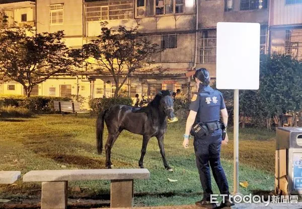 ▲一匹黑色小馬上週六凌晨在中壢區龍江公園優閒吃草，女警據報趕往處理。（圖／記者沈繼昌翻攝）