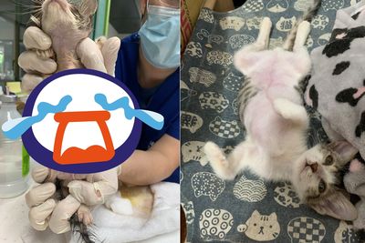 肚子破大洞!瀕死小貓展堅強意志 「包成貓春捲」擊退死神