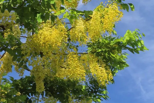 ▲每年6月盛開的阿勃勒，今年北市花季全盛期足足晚了2個星期，賞花點囊括北投區、大直區。（圖／公園處提供）