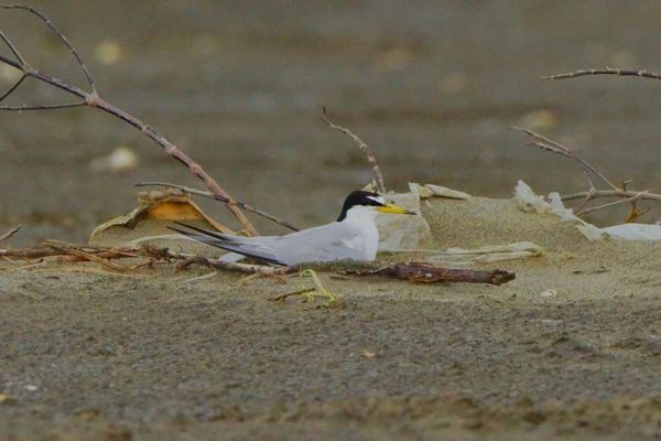 ▲小燕鷗偏好在海岸開闊砂礫地築巢。（圖／新竹市政府提供）
