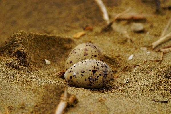 ▲小燕鷗蛋殼花色接近沙灘顏色，具保護色。（圖／新竹市政府提供）
