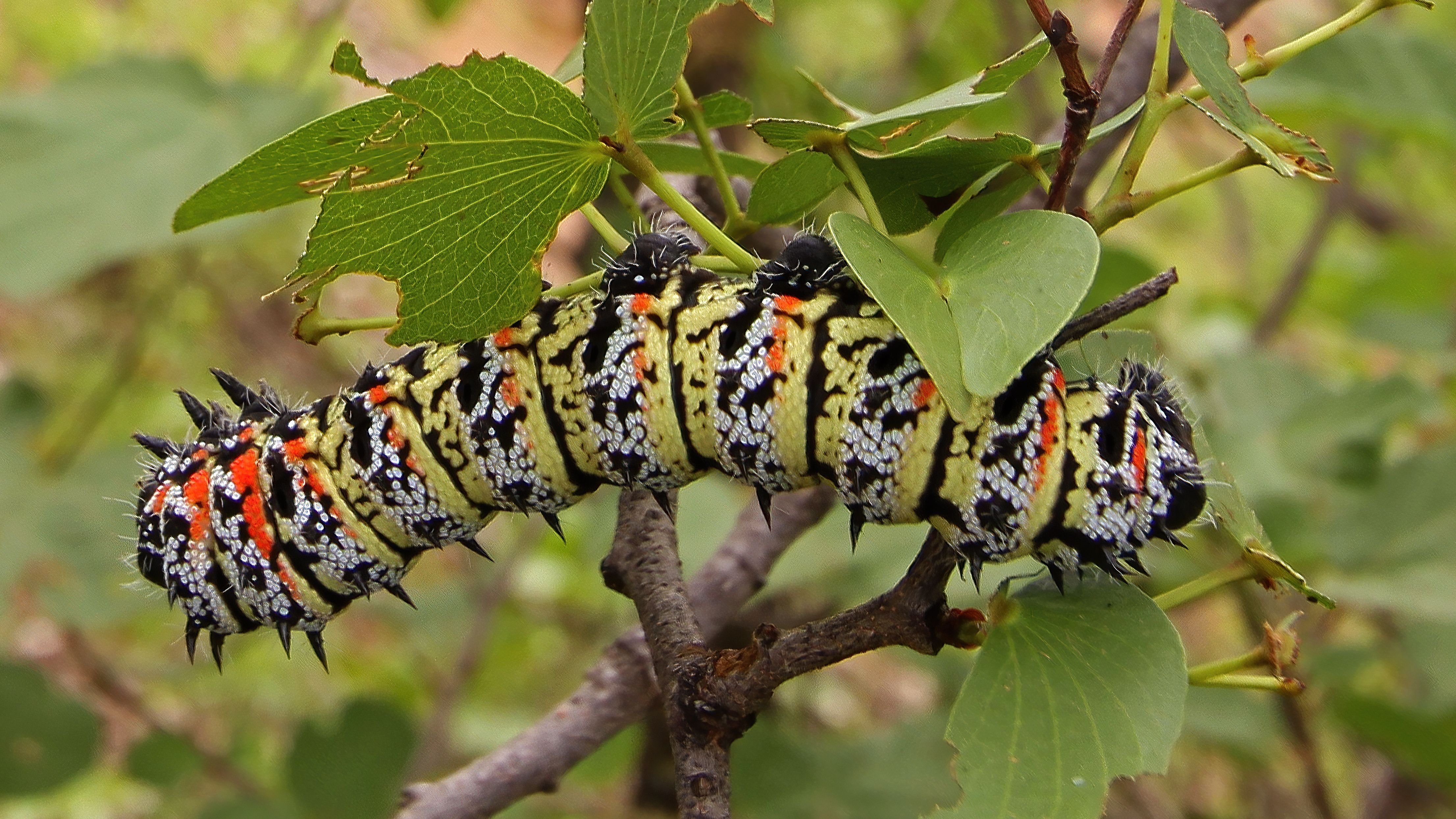 ▲▼毛毛蟲Mopane worm，是帝王蛾（Emperor Moth）的幼蟲。（圖／翻攝自維基百科）