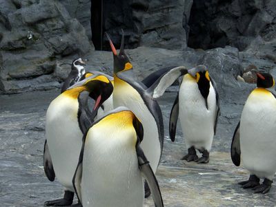 動物園換餵「鯖魚」節開支 企鵝、水獺都撇過頭拒吃