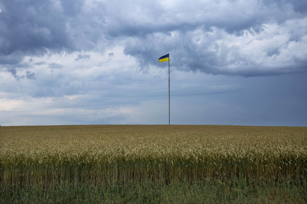 ▲▼雖然在戰爭期間，烏克蘭小麥收成仍高於預期。（圖／達志影像／美聯社）