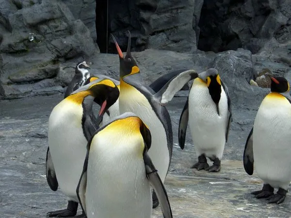 動物園水獺企鵝。（圖／CC0圖庫）