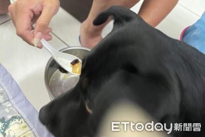 受虐犬獲收編寵成小公主「每天指定親餵+誇獎」 爸:我容易嗎?