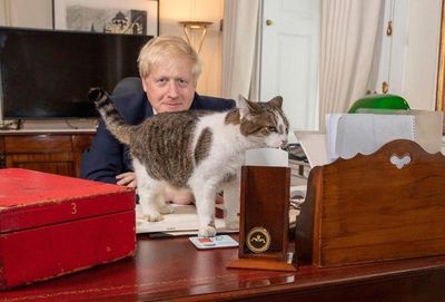 「鞋子裡大便」逼退強生! 「英國首相貓」推文:不用謝謝我
