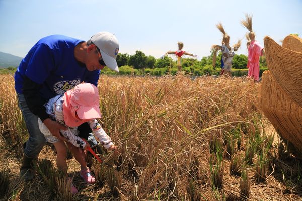 ▲北投區關渡平原是台北市最大的水稻田，水稻種植面積達數百公頃。（圖／產發局提供）