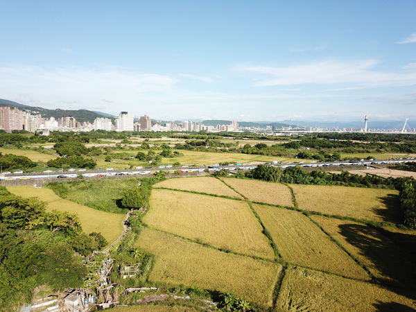 ▲北投區關渡平原是台北市最大的水稻田，水稻種植面積達數百公頃。（圖／產發局提供）