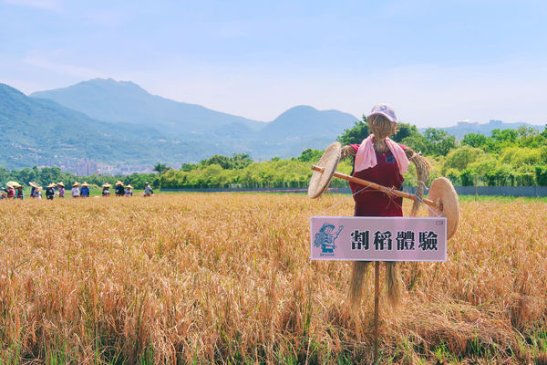 ▲北投區關渡平原是台北市最大的水稻田，水稻種植面積達數百公頃。（圖／產發局提供）