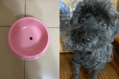 每次吃飽飯都留「1顆飼料」 貴賓犬同情眼神看媽媽:怕妳肚子餓