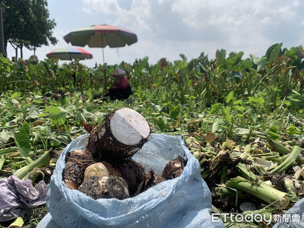 ▲林內芋頭不同於其他地區一年種一次，林內芋頭是一年四季都能種，夏季蟲害與梅雨季雖會造成農損，但是不影響成品。（圖／記者蔡佩旻攝）