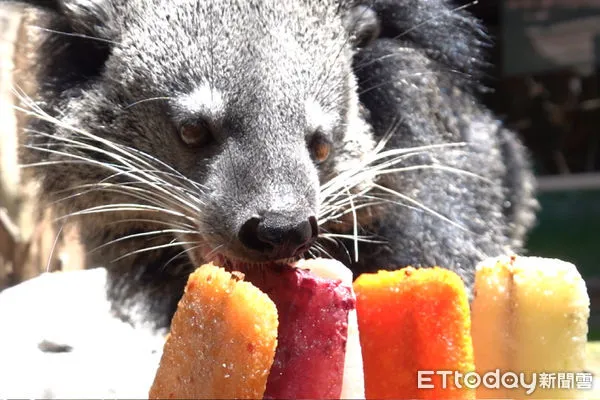 ▲台南頑皮世界野生動物園，為讓動物們也能過個舒適的暑假，特別製作各種冰品端上桌，讓動物們消暑。（圖／記者林悅翻攝，下同）