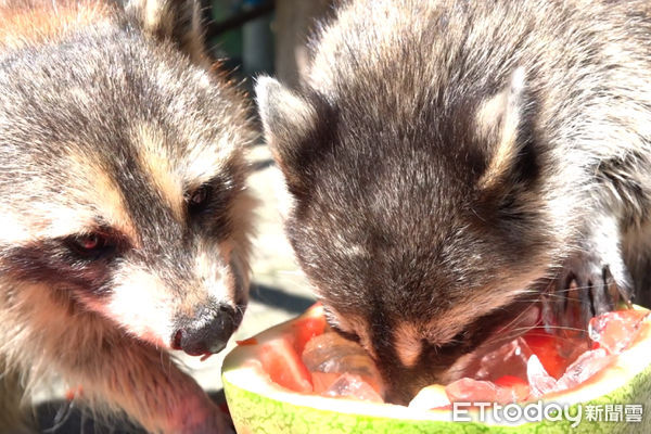 ▲台南頑皮世界野生動物園，為讓動物們也能過個舒適的暑假，特別製作各種冰品端上桌，讓動物們消暑。（圖／記者林悅翻攝，下同）