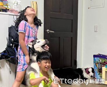 暑假地獄來了!二哈遭小朋友「黏黏樂夾扁」臉崩潰:救命啊~