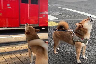 柴柴看消防車經過「化身啦啦隊長」 仰頭高歌為打火英雄祈禱平安
