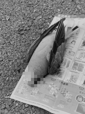 ▲有網友在臉書社群PO文指出，台南市永康區六合路，今年以來常發現有人以槍械殺野鳥，10日一早又發現有野鳥被槍殺死亡，若是射到人，真的會發生悲劇。（圖／翻攝自我是台南人臉書，下同）