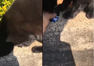 鑰匙被娃弄進洞　她開玩笑請鄰居喵伸手幫忙竟成功了！