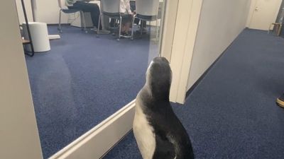 小企鵝好奇心發「辦公室觀光旅遊」　盯著人家開會：人類好忙