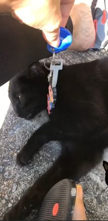 貓咪幫忙拿鑰匙。（圖／飼主Luh Meira提供）