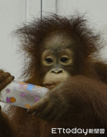 ▲▼紅毛猩猩「妞莉」赴新加坡、檢疫期間確保動物福祉。（圖／台北市立動物園提供，下同）