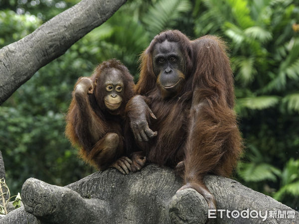 ▲▼紅毛猩猩「妞莉」赴新加坡、檢疫期間確保動物福祉。（圖／台北市立動物園提供，下同）