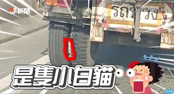 ▲▼小白貓「卡貨車輪胎中間」驚險求生！　後車駕駛機警攔車救援收編。（圖／即新聞／AP）