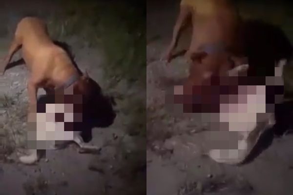 ▲▼放任比特犬攻擊浪浪血肉模糊慘死，飼主冷血喊「死了啦麥擱生氣」。（圖／高雄市關懷流浪動物協會提供）