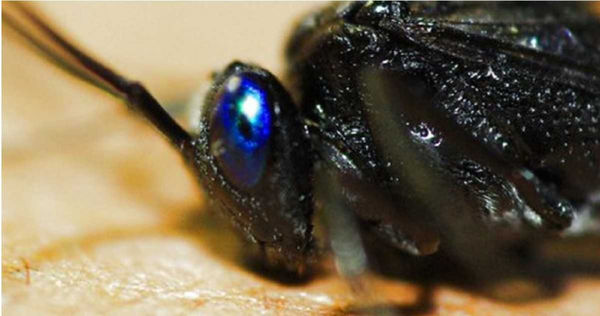 蜚蠊瘦蜂是蟑螂的剋星，被抓到後腿後會有類似敬禮的動作，所以也有人稱為敬禮蟲或拜拜蟲。（圖／翻攝自環境資訊中心）