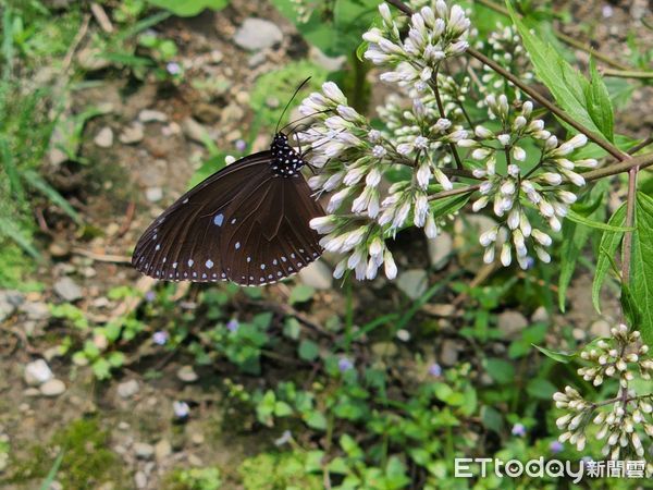 ▲竹山下坪吊橋營造1000平方米蜜源區，成為紫斑蝶新秘境。（圖／竹山鎮公所提供，下同）