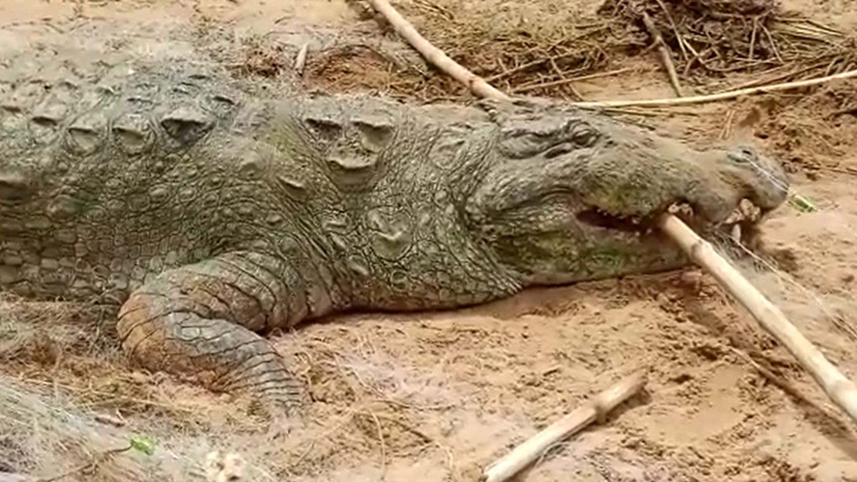 ▲▼印度傳出鱷魚吞掉10歲男孩。（圖／翻攝自twitter／@Anurag_Dwary）
