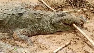 10歲印度男孩被鱷魚拖進水裡！　家人堅信「他在鱷魚肚裡還活著」