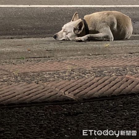 ▲▼放任比特犬咬死浪浪！　飼主留言冷嗆：狗我放掉了，不養了。（圖／網友蕭小姐提供）