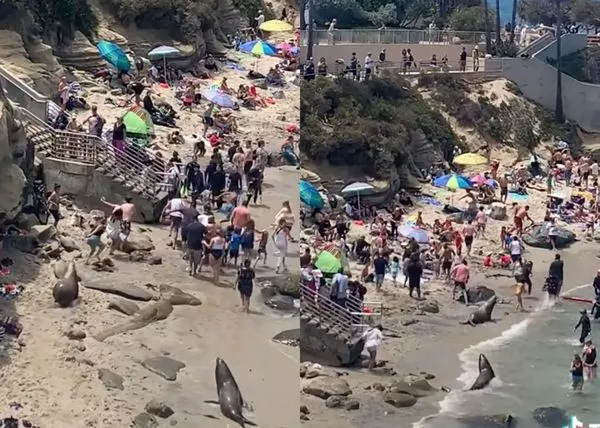 ▲海獅在沙灘上暴衝，遊客嚇得逃離現場。（圖／翻攝自TikTok＠favortown）