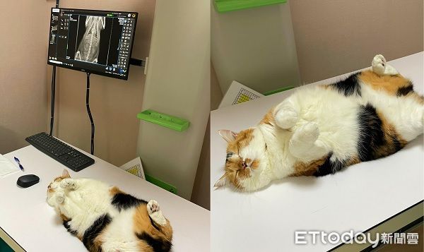 短腿貓抱上診療台「鬆到睡著」　照X光翻肚當自己家笑翻醫生 | ETtod