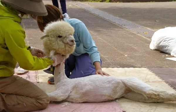 ▲▼日本動物園請理毛師將羊駝剪毛，迎接酷暑。（圖／翻攝自推特「@ichikawa_zoo」）